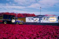 Color Infrared -  Strawberry Truck